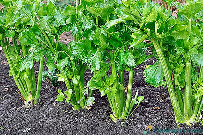 Jak pěstovat strouhaný celer ze semen