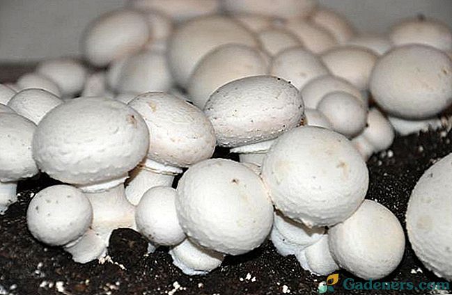 Kako raste gljive gljive kod kuće
