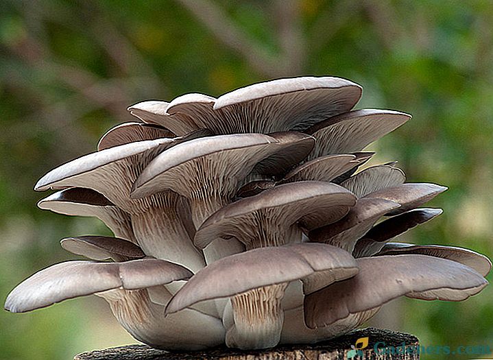 Како гајити печурке од острига