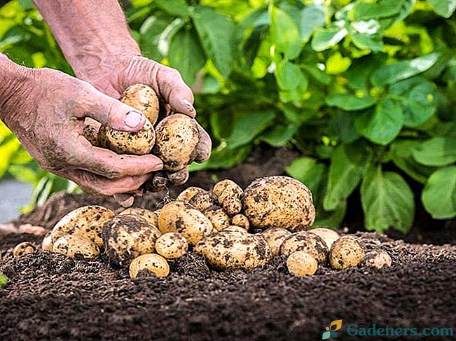 Jak pěstovat brambory ze semen