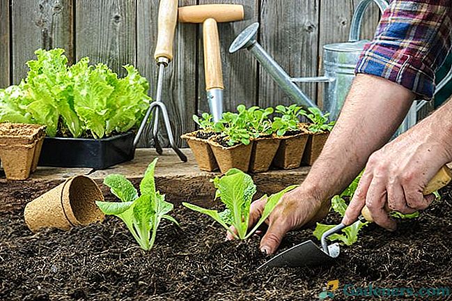Како развијати јаке здраве саднице: радити на бубама