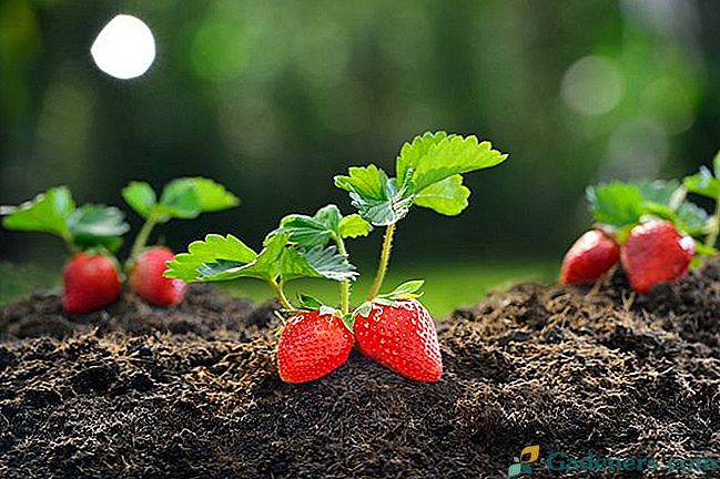 Kaip auginti braškių sodinukus iš sėklų