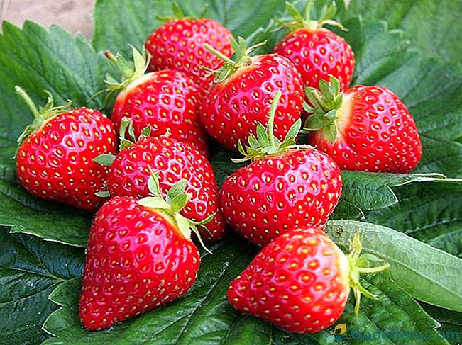 Как да отглеждаме изтънчени ягоди в градината