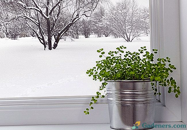 Interiérové ​​rastliny v zime