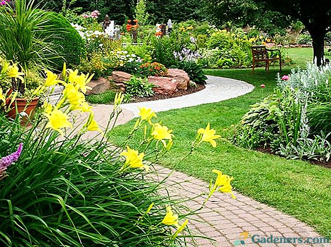Най-добрите видове декоративни храсти за отглеждане в градината
