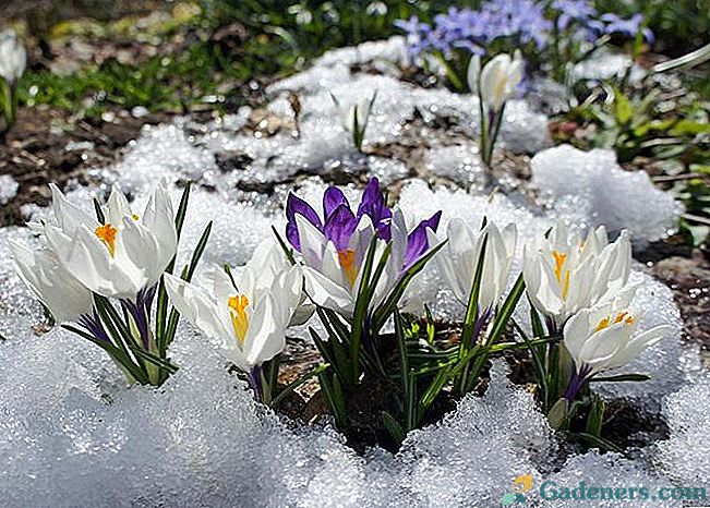Trvalky květiny zimní v otevřeném terénu