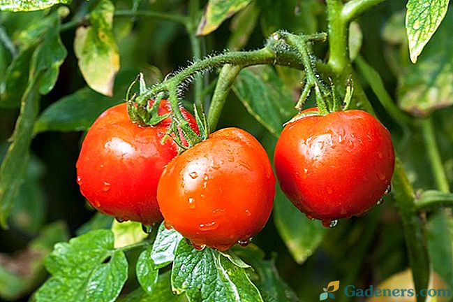 Недолік елементів живлення у томатів