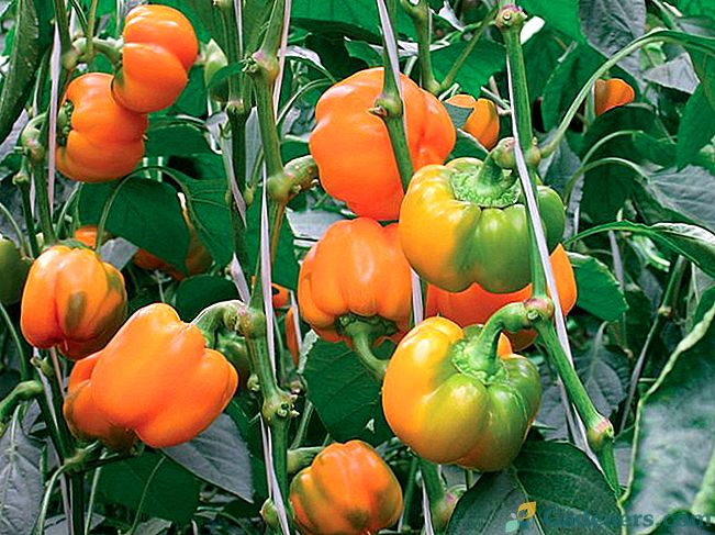 Nejlepší způsob, jak pěstovat papriku ve skleníku a na volném poli