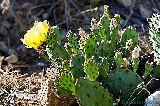 Pichlavá hruška Zimní tvrdé kaktusy