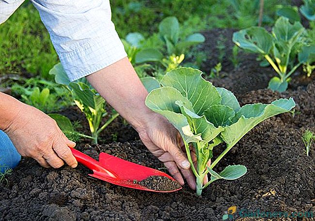 Organska namirnica za sadnice i biljke