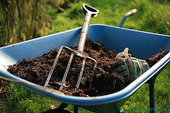 Organická hnojiva: hnůj, kompost, humus
