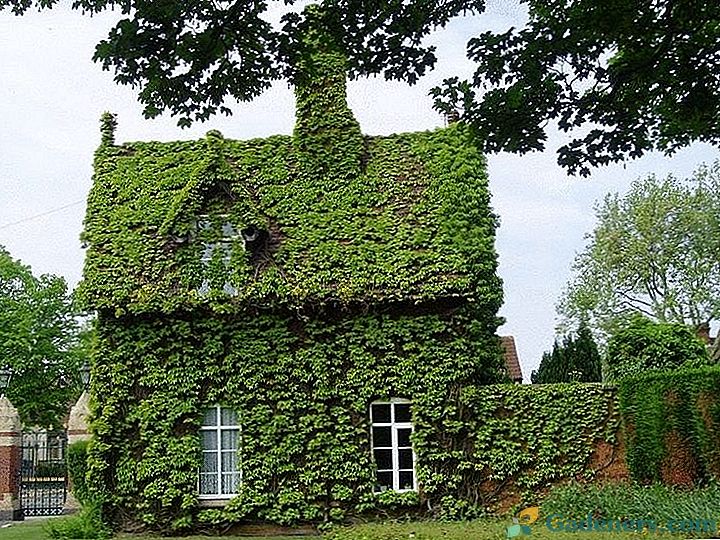 Ekologiškas namo fasadas