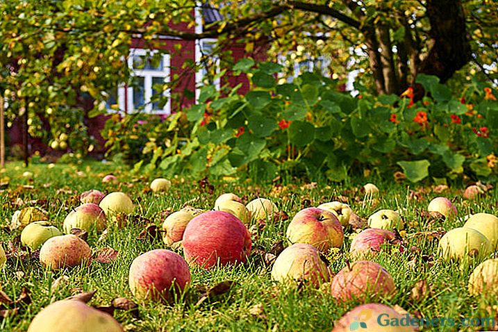 Drzewa owocowe i krzewy jagodowe w małym ogrodzie