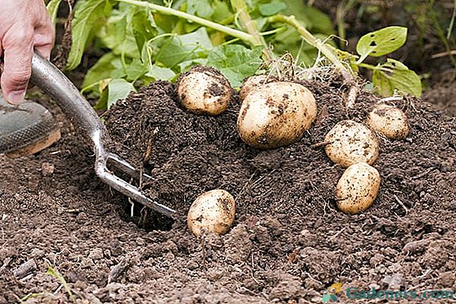 Blogas bulvių derlius: priežastys ir sprendimai