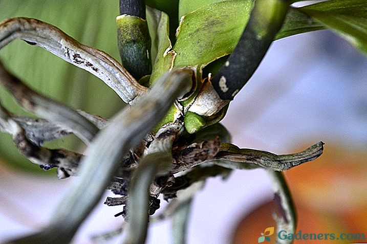 Proč Orchid kořeny rozkládají a suché