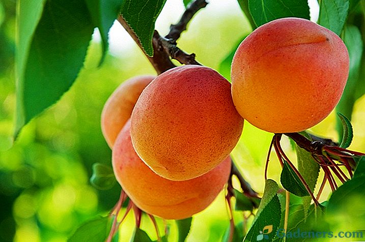 Чому не плодоносить абрикос?