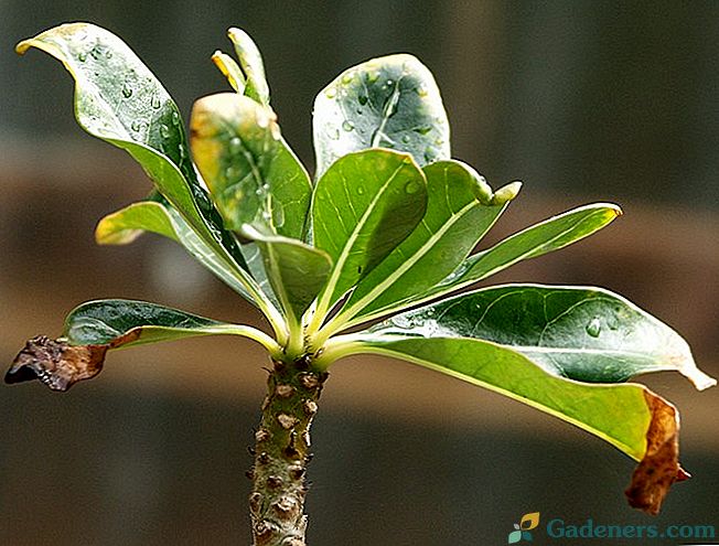 Proč jsou špičky listů suché ve vnitřních rostlinách?