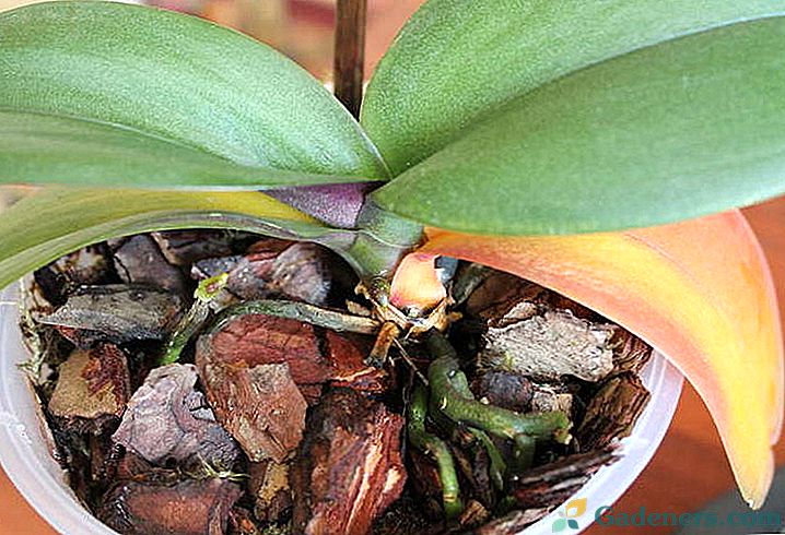Zakaj falaenopsis orhideja ostane rumenkast
