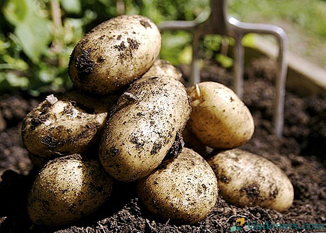 Sodinimo bulvių paruošimas