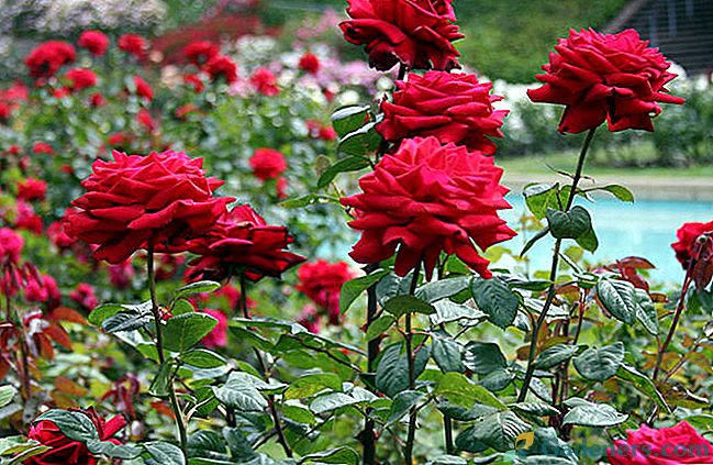 Viršutinis rožių puošimas - svarbus sulčių žydėjimo ir krūmų sveikatos elementas