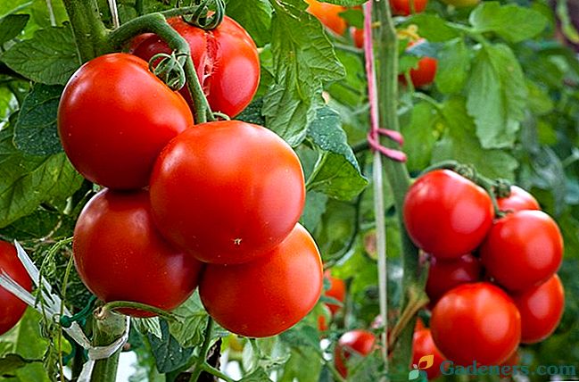 Viršutinis pomidorų padažas po išlaipinimo dirvožemyje