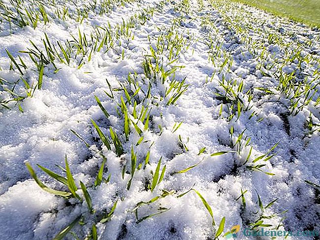 Sub-zimski usjevi: kada i kako biljka