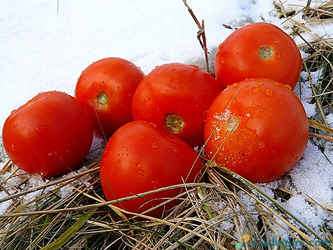 Подзимний посів томатів
