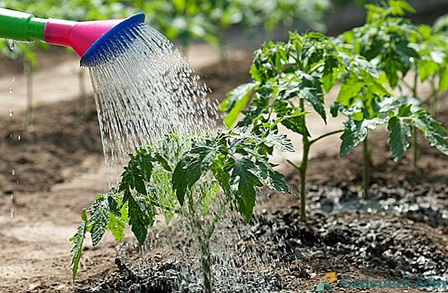 Laistīšanas dārzs ar ūdens trūkumu: mākslīgās rasas metode