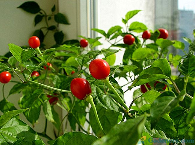 Pomidorai ant palangės