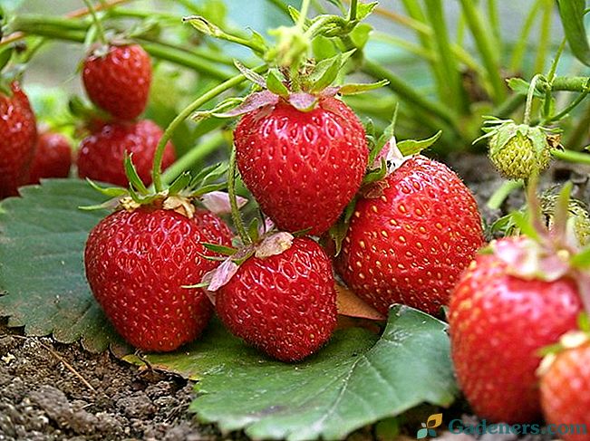 Засаждане на ягоди (ягоди): времето и технологията