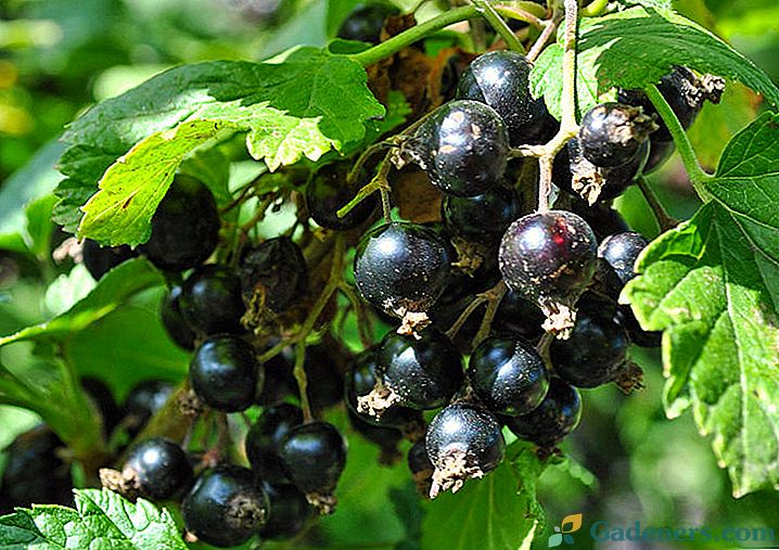 Правила за отглеждане и грижи за храстите от черно френско грозде