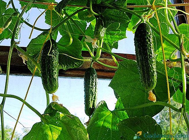 Balkono agurkų auginimo taisyklės