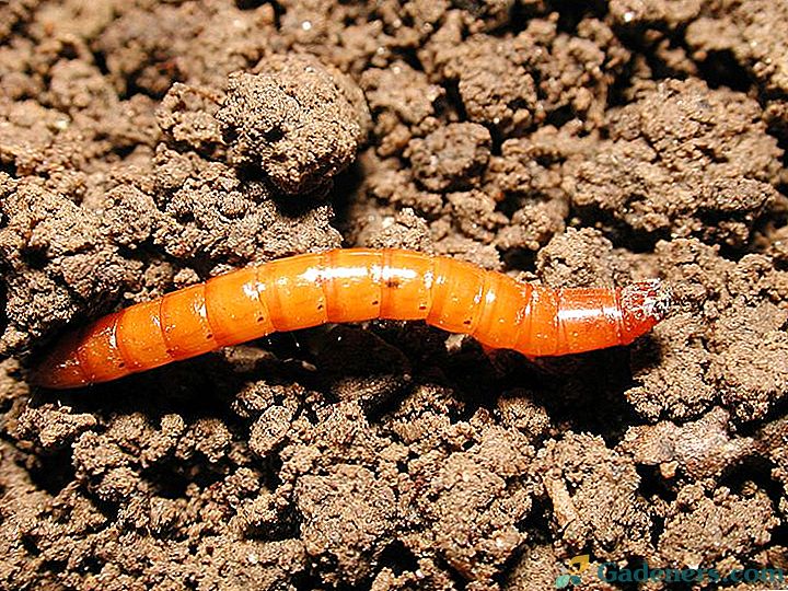 Wireworm в градината: как да се отървем от завинаги, как да се борим