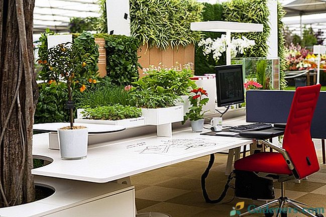 Rośliny biurowe
