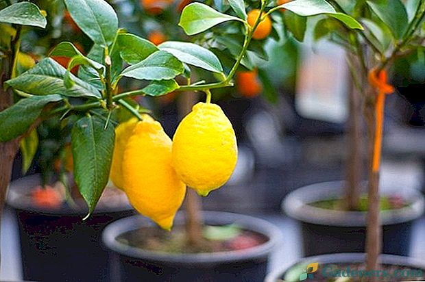 Розмноження лимона