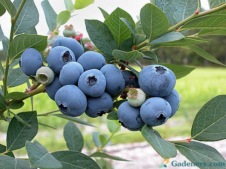 Vinski borovnice - kako uzgajati ukusne i zdrave bobice