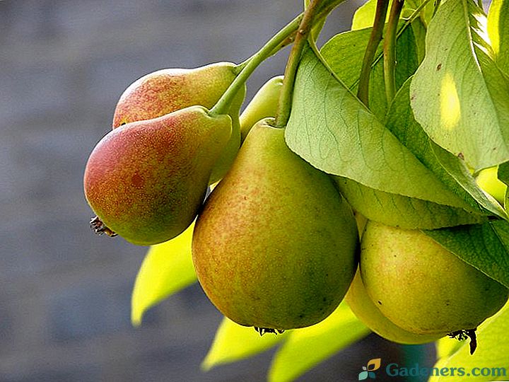 Найпопулярніші зимові сорти груш