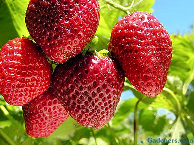 Seven Secrets to Good Strawberry Crop
