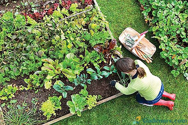 Rotácia zeleniny: schéma pre organické hrebene