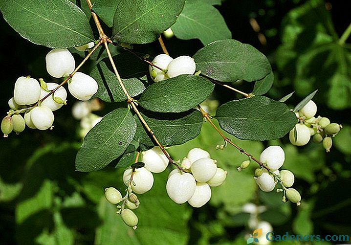 Snowberry