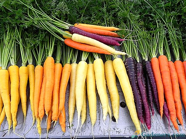 Сортотіпи моркви