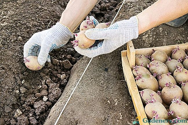 Načini gojenja krompirja: rastoči krompir v jarkih