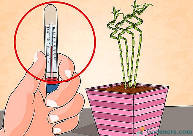 Temperatura dla roślin w pomieszczeniach