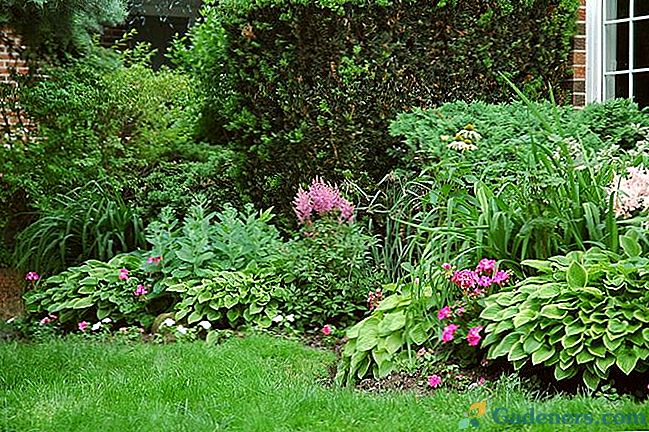 Тіньовитривалі рослини - як зробити сад в тіні пишним і красивим?