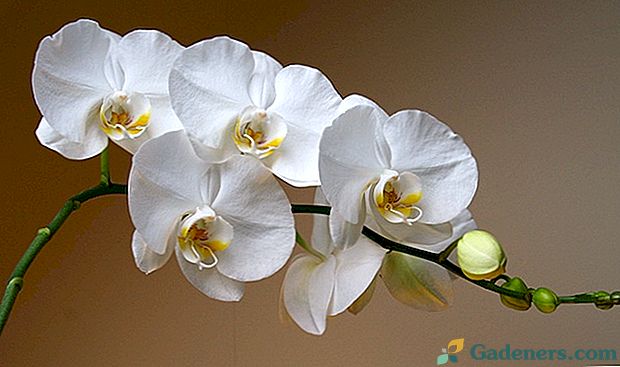 Phalaenopsis Care