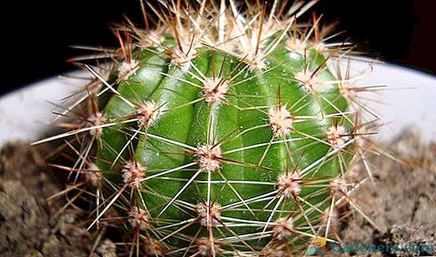 Péče o kaktus