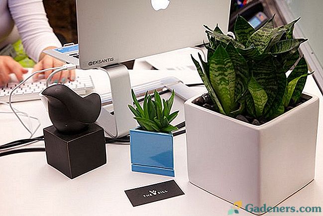 Péče o rostliny v kanceláři