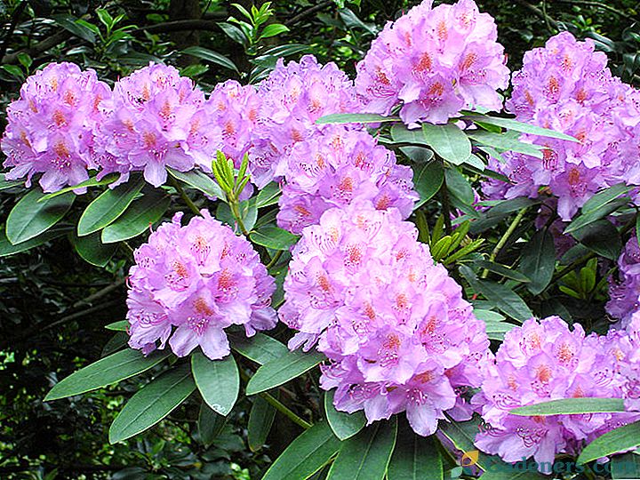 Rhododendrono priežiūra