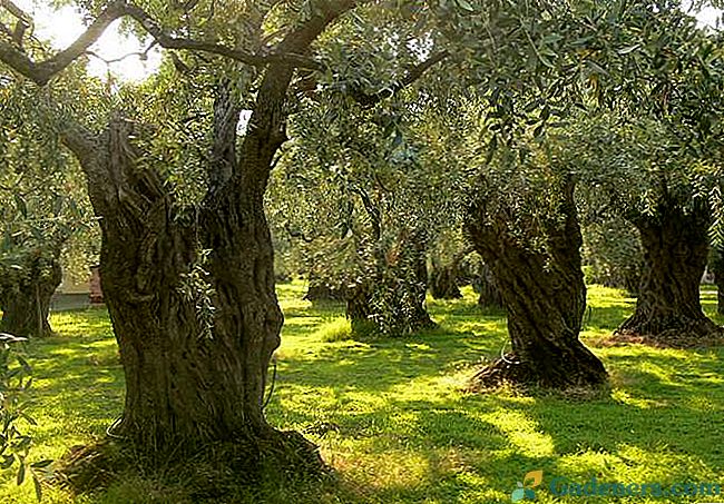Вічнозелене дерево олива