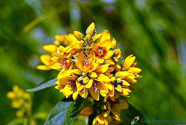 Loosestrife